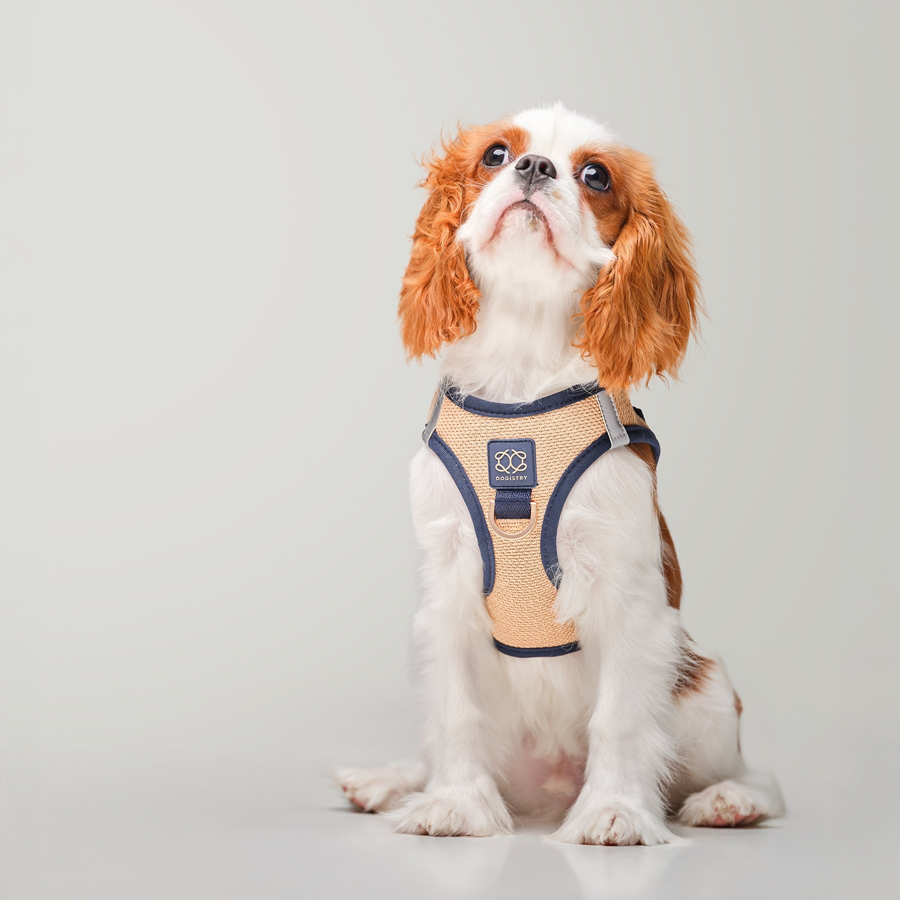 Why Dogistry’s Award-Winning No-Pull Harness Is Changing Everyday Dog Walks