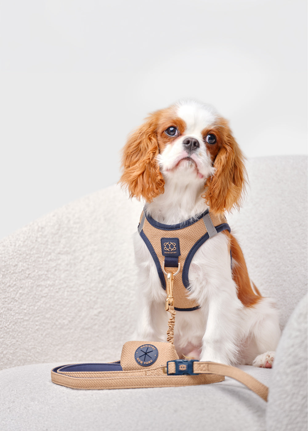 How Dogistry’s 3-in-1 City Dog Leash Creates More Freedom and Control During Walks