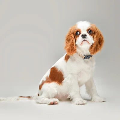 How to Choose the Right Dog Collar: A Professional Guide to Comfort, Fit, and Everyday Style