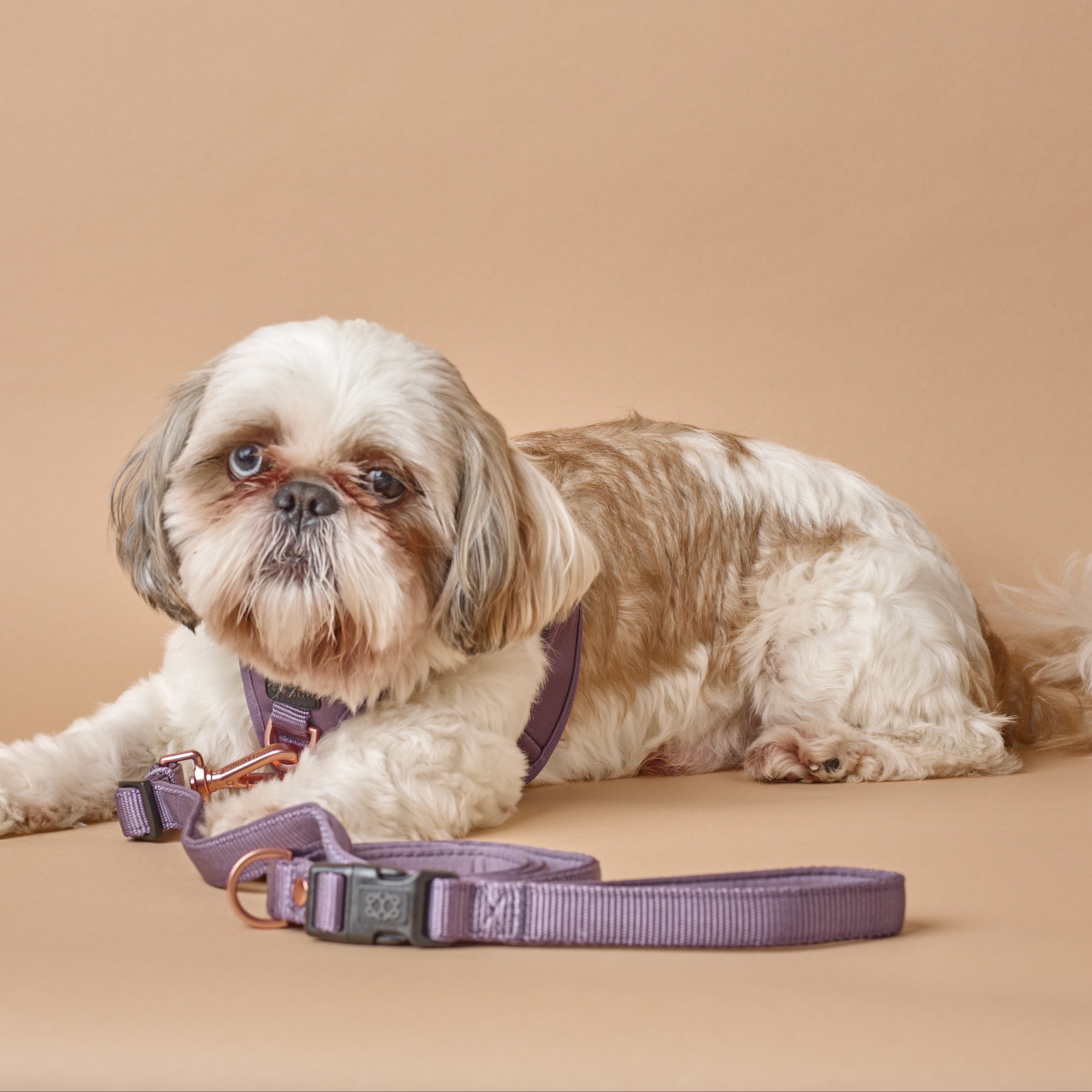Why a High-Quality Dog Leash Makes Every Walk Better