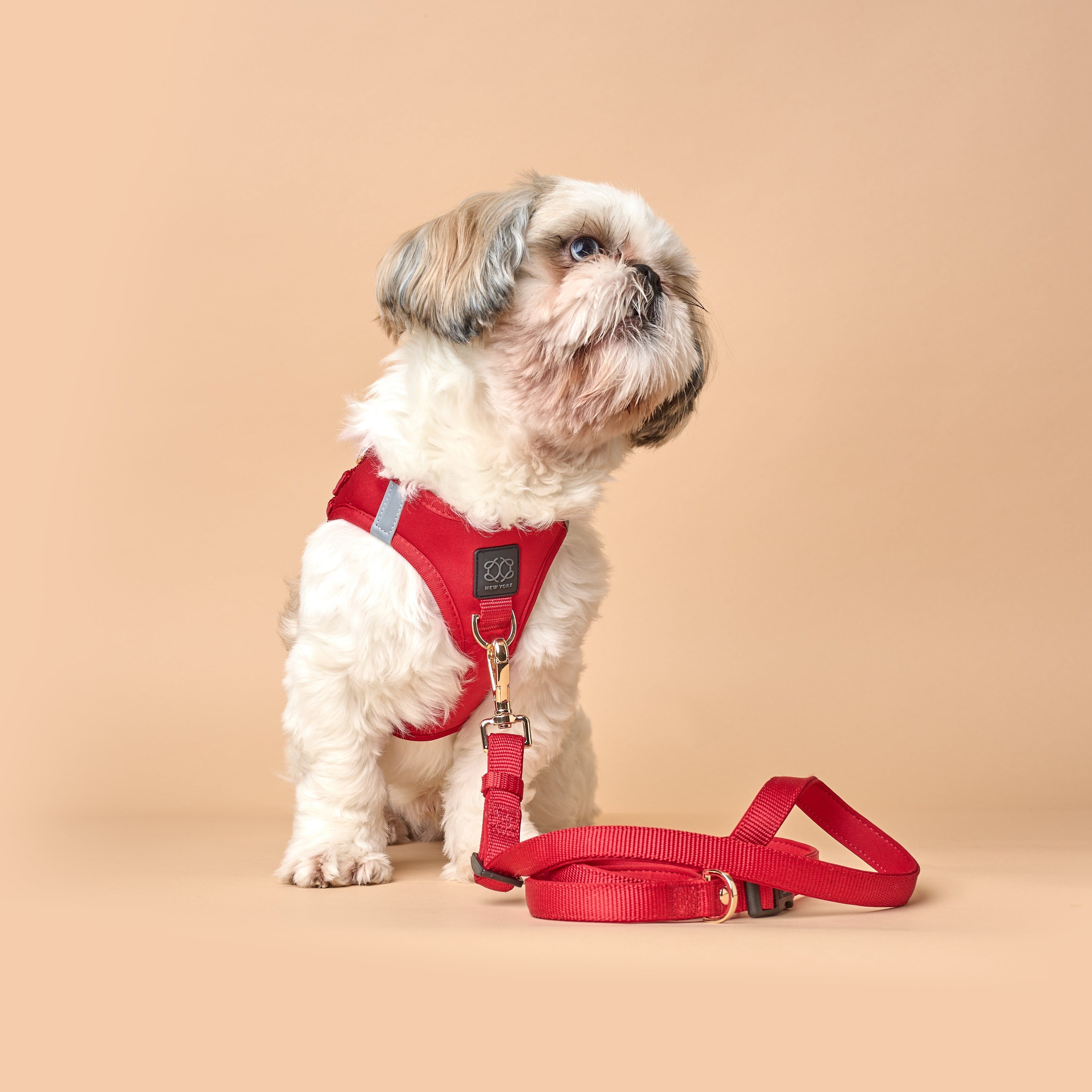 Walk with Control and Style: Dogistry Leashes for Every Dog