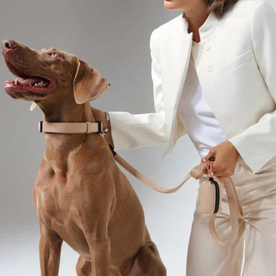 Why Dogistry Collars Are Essential for Dogs That Spend Time Outdoors