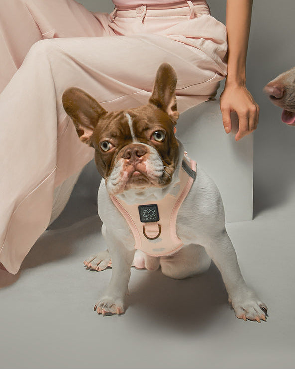 The Ultimate Guide to Choosing the Perfect Dog Harness (Comfort, Safety & Style)