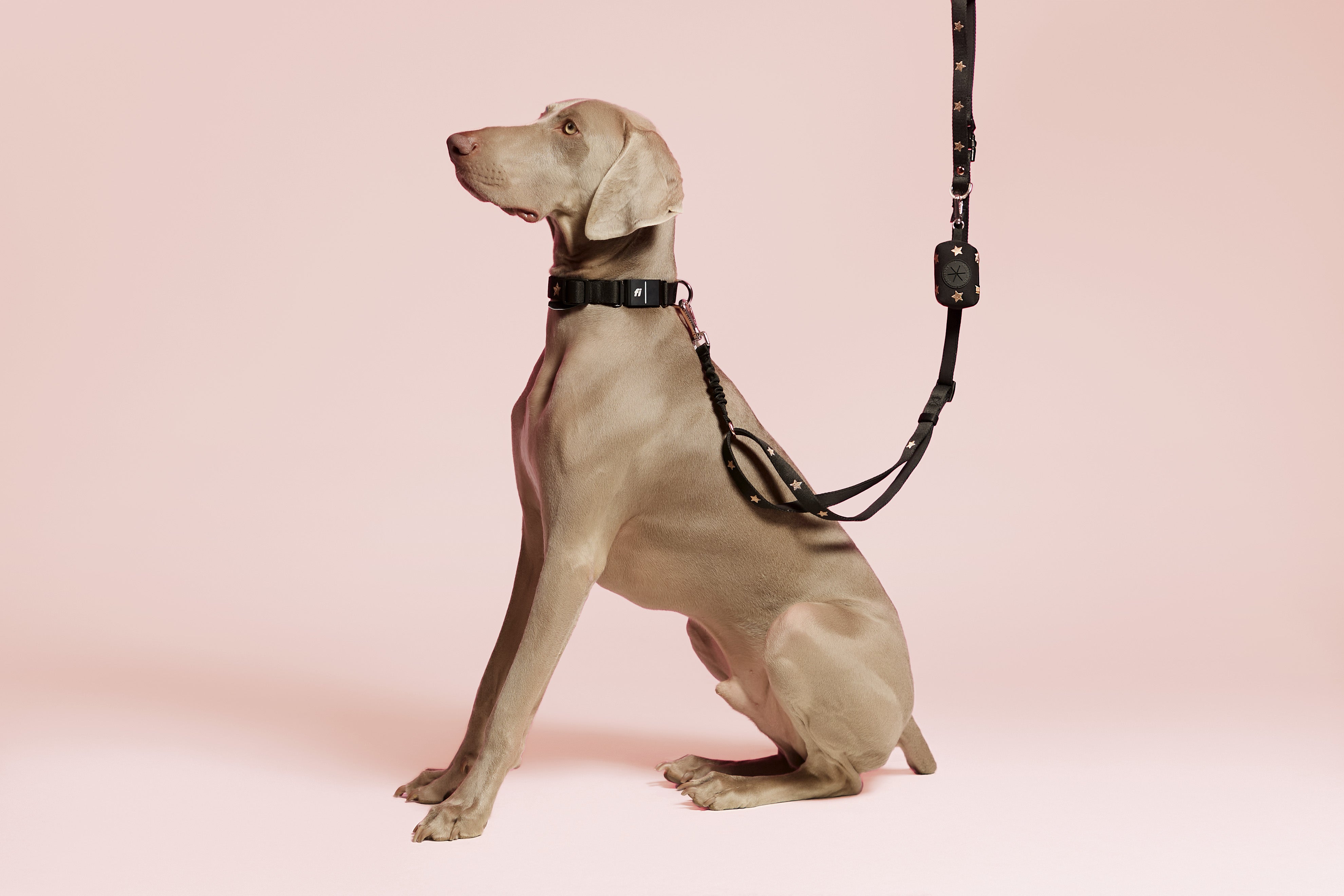 Why Dogistry Dog Leashes Are Essential for Safe, Comfortable, and Stylish Walks