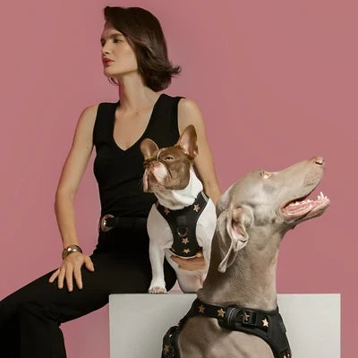 Recognizing the Signs Your Dog Has Outgrown Its Harness: An Expert Guide for Responsible Pet Owners