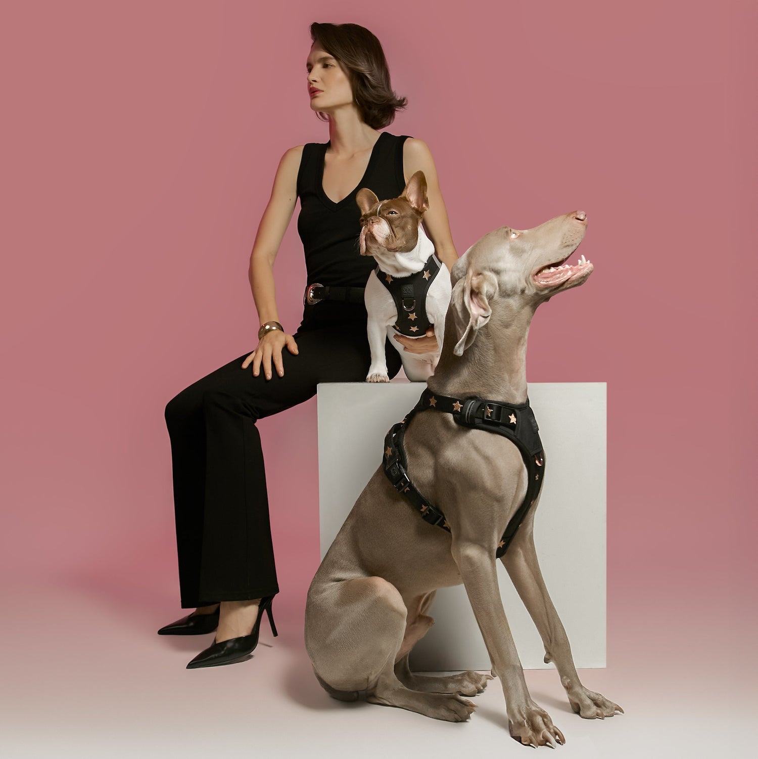 No-Pull Dog Harnesses: Why Dogistry Is Built for Better Walking, Not Force