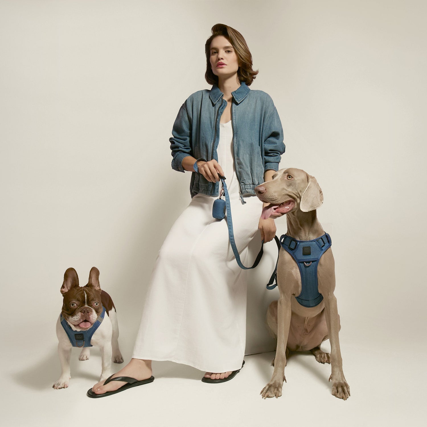 Denim Dog Harnesses: Why Dogistry’s Denim Collection Is Built for Real Walks, Not Just Looks
