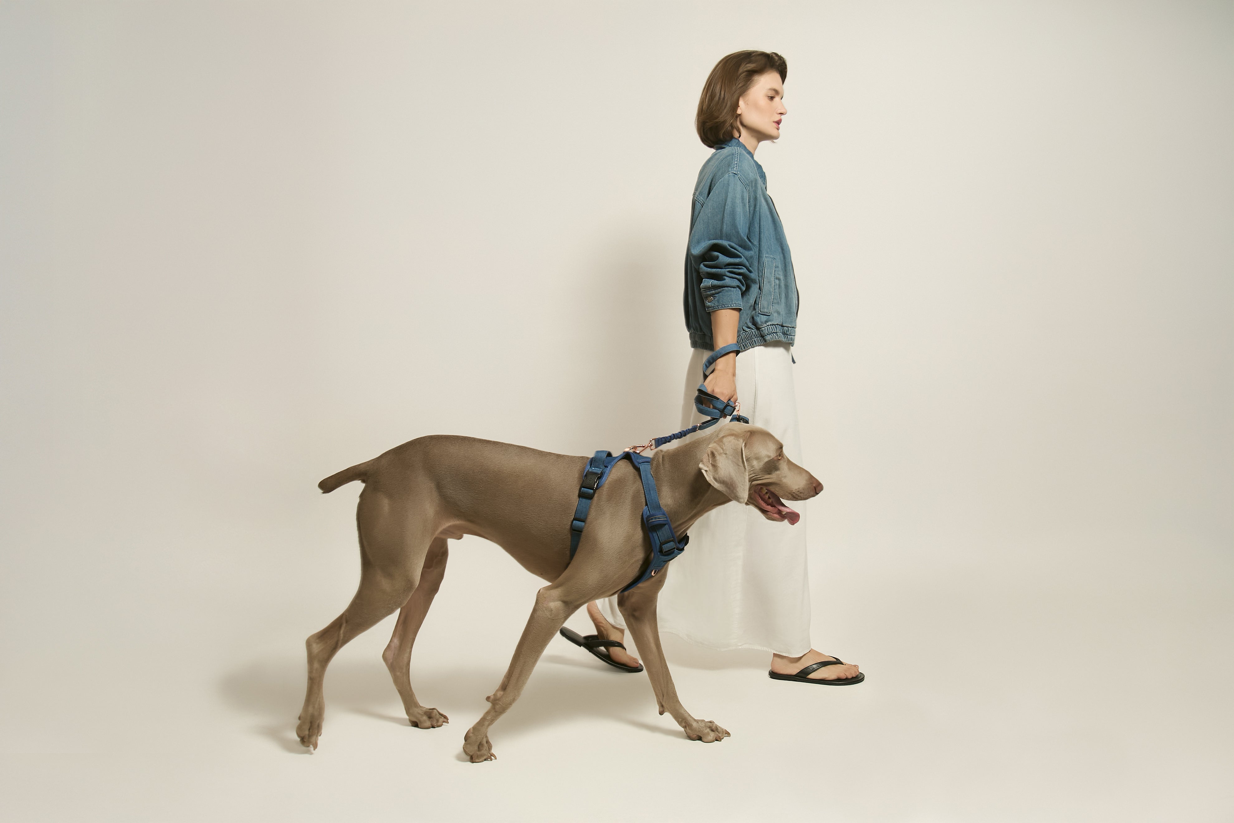 5 Reasons Your Dog Walks Better With a No-Pull Harness (Backed by Experts)