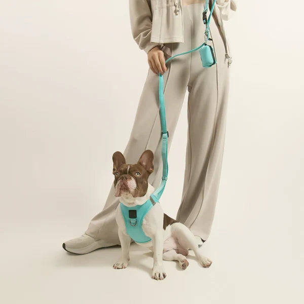 The DOGISTRY Dog Walking Set: Creating a Complete Everyday Setup for Your Dog