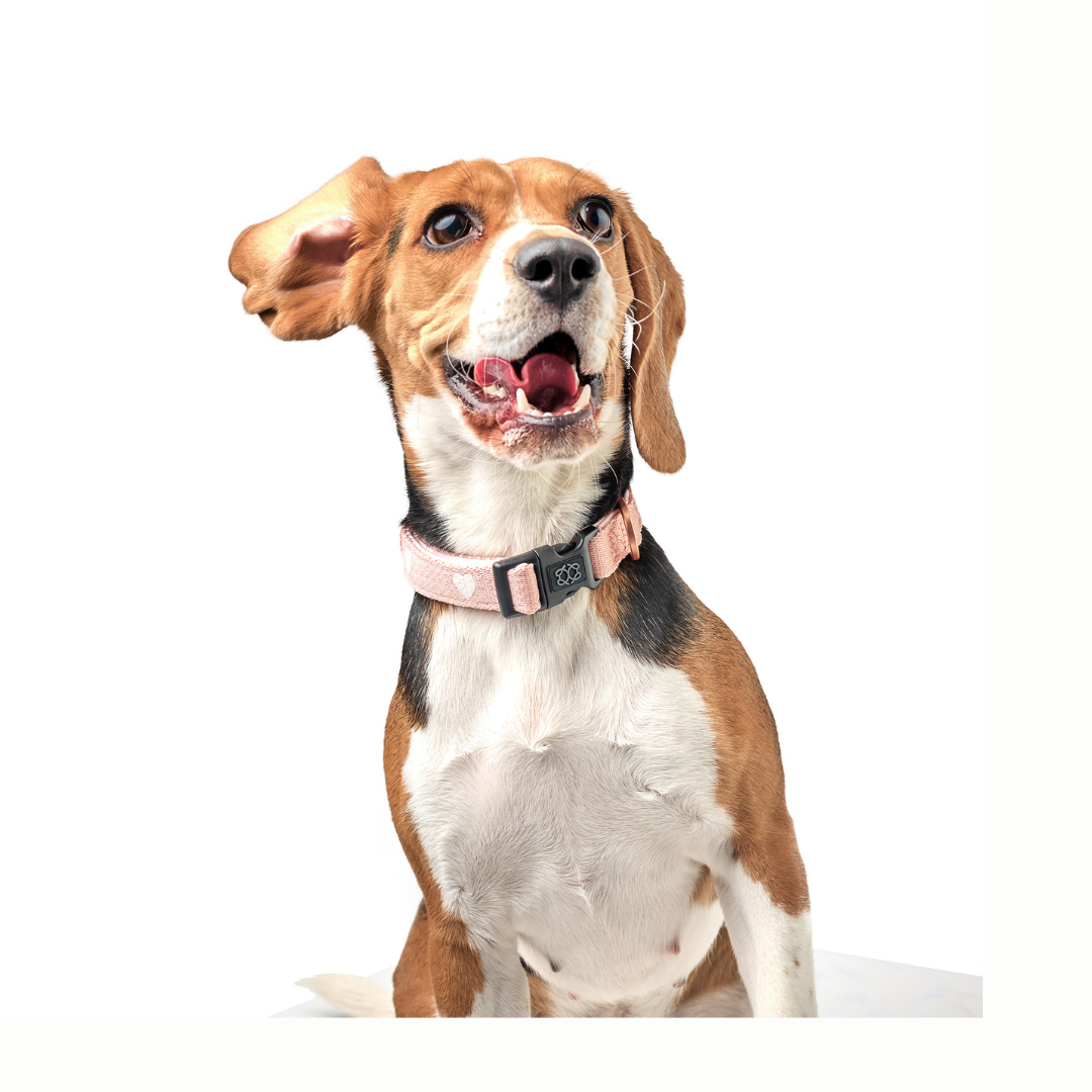 Why Smart Collars & Tech Gadgets Are the Fastest-Growing Trend in Dog Parenting