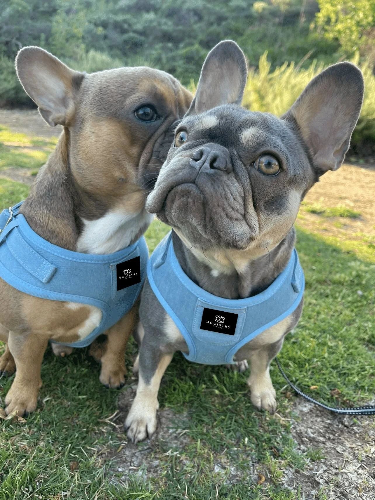 Dogistry™