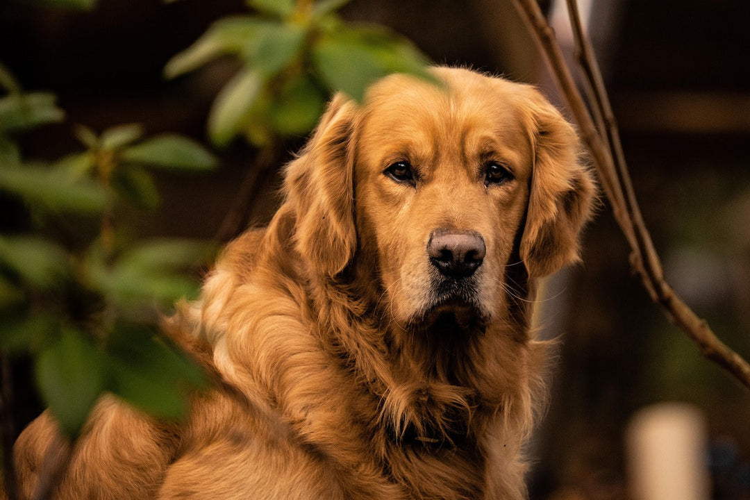 Dogistry™