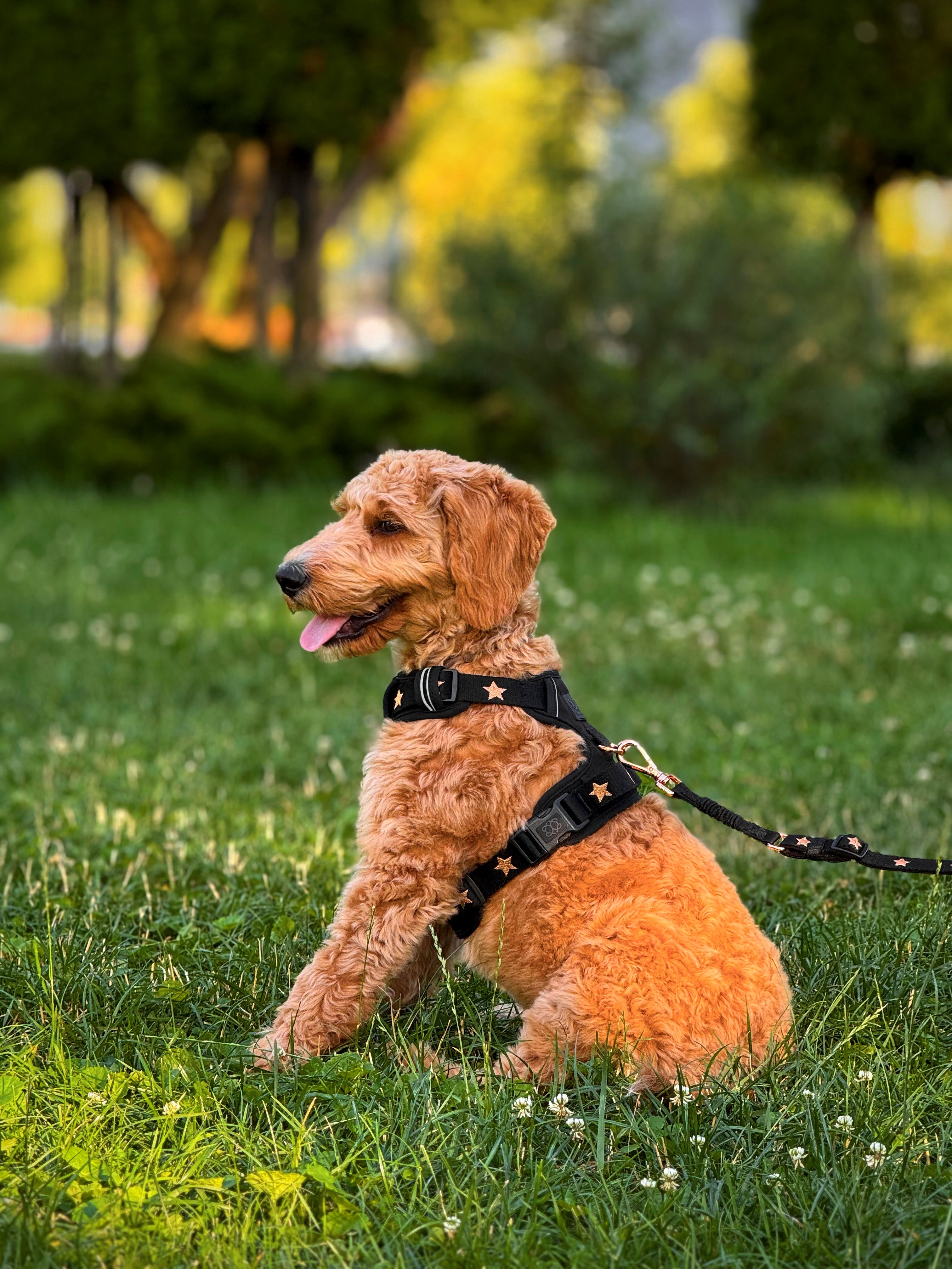 Golden Retriever Walking Essentials: Harnesses, Leashes, and Accessories That Last