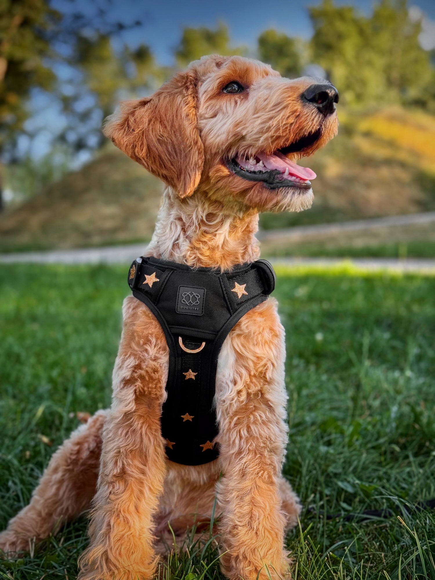 The NoMad Harness: NYC’s Best Harness for Big Dogs Who Want Comfort & Style