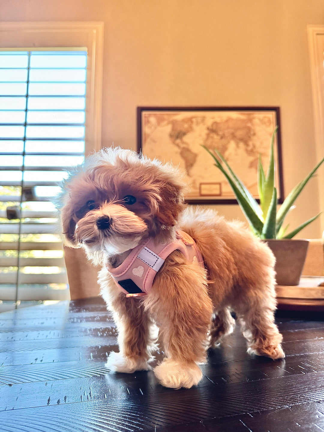 Dogistry™