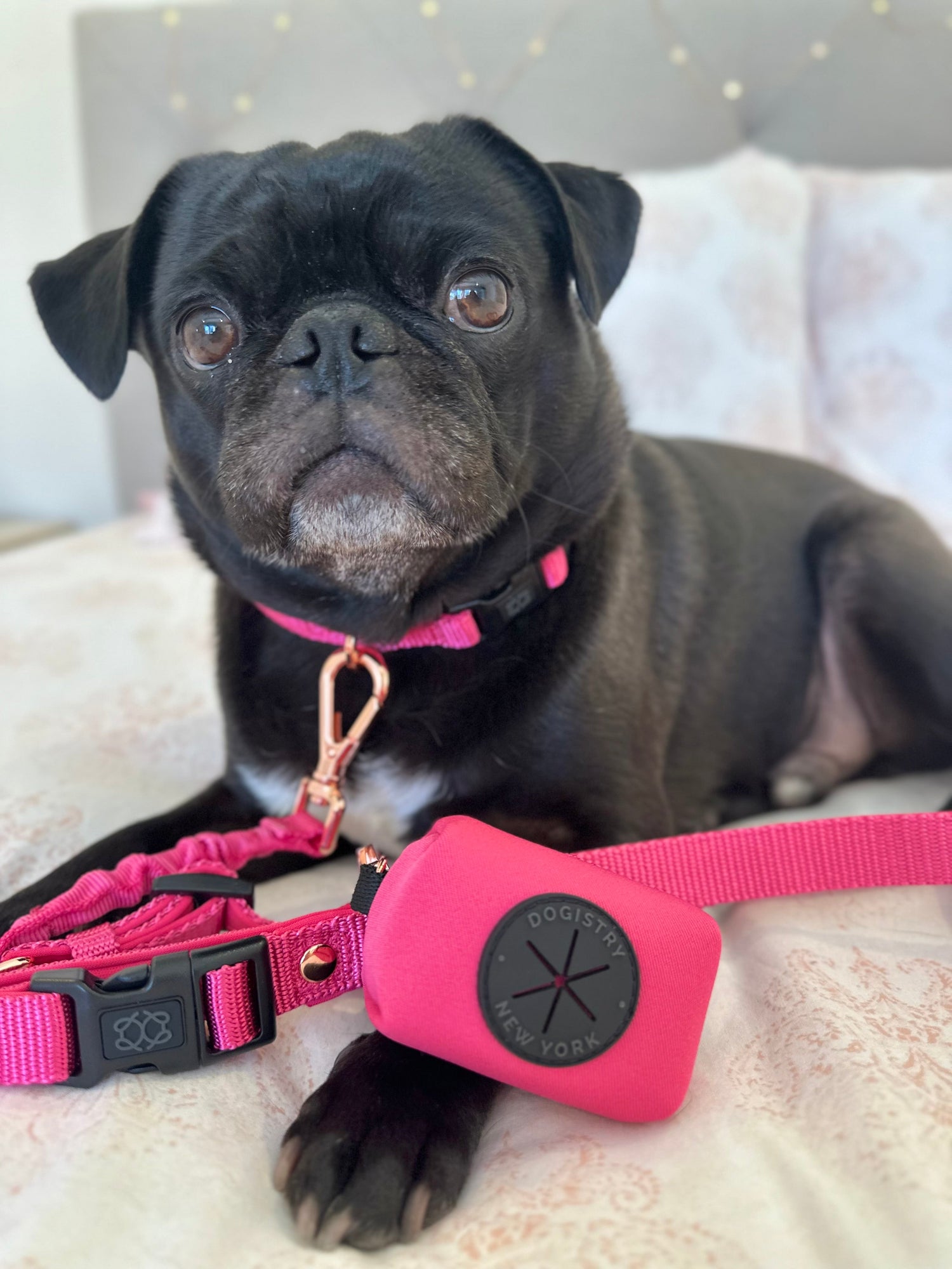 Top 10 Dog Leashes for Urban Living: Compact, Strong & Built for Crowded Streets