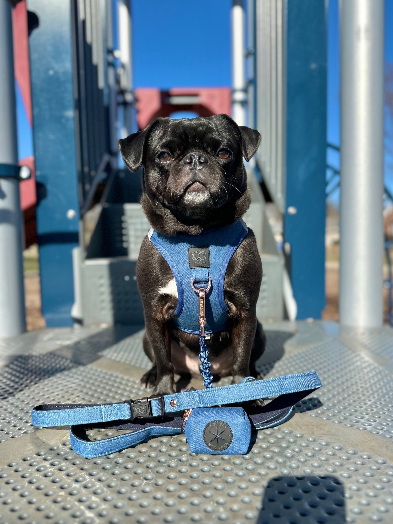 designer dog leashes and collars, designer dog collar and leash, pet accessories designer, fancy harness for dogs, luxury dog harness, fancy dog stuff, pet accessories designer, stylish dog leash