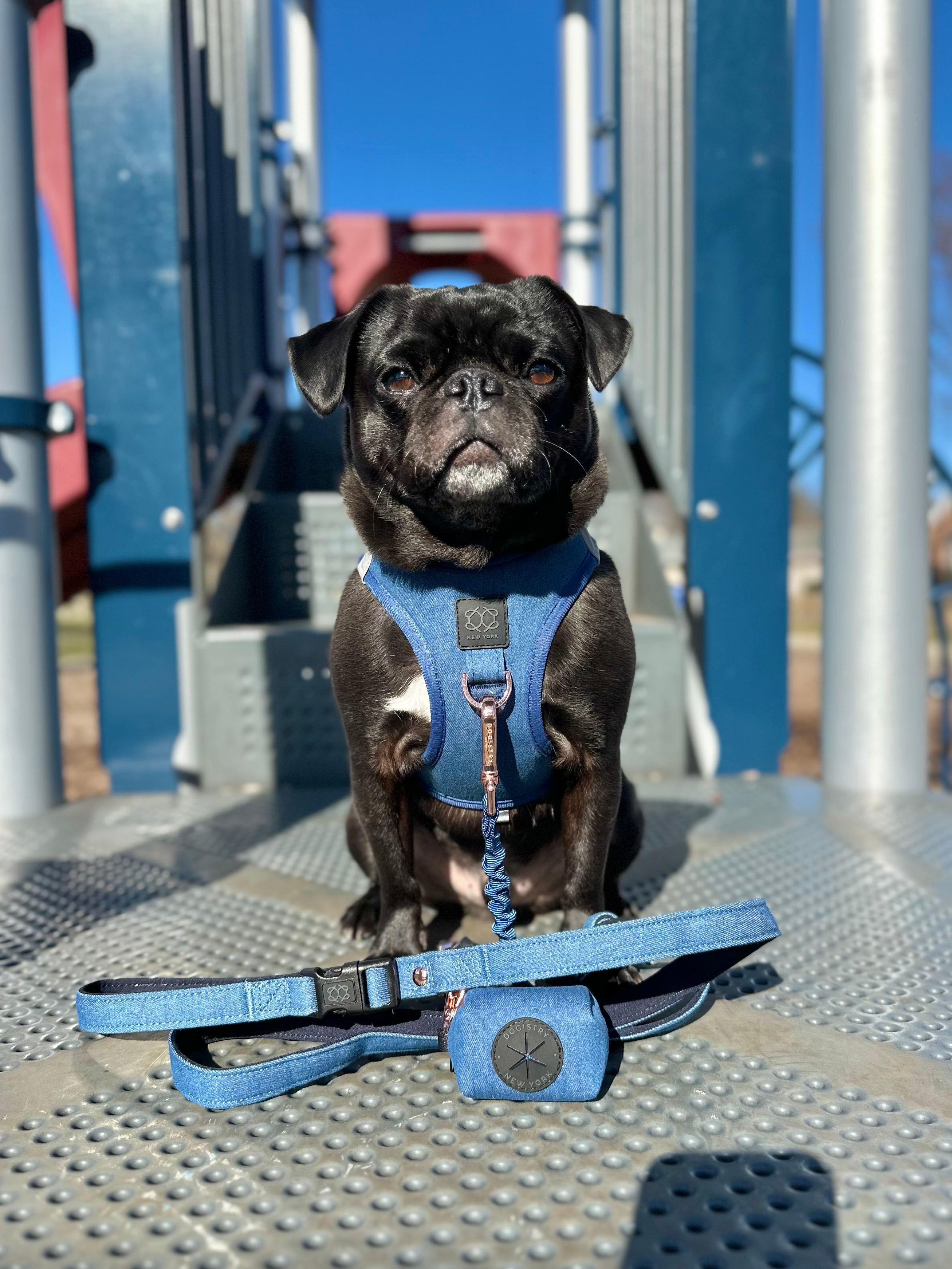 designer dog leashes and collars, designer dog collar and leash, pet accessories designer, fancy harness for dogs, luxury dog harness, fancy dog stuff, pet accessories designer, stylish dog leash