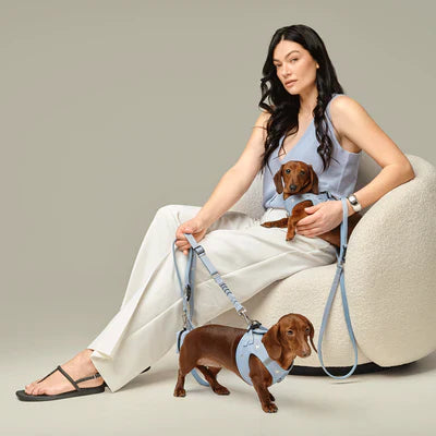 Why Dogistry Harness and Leash Combinations Create Better Walking Consistency