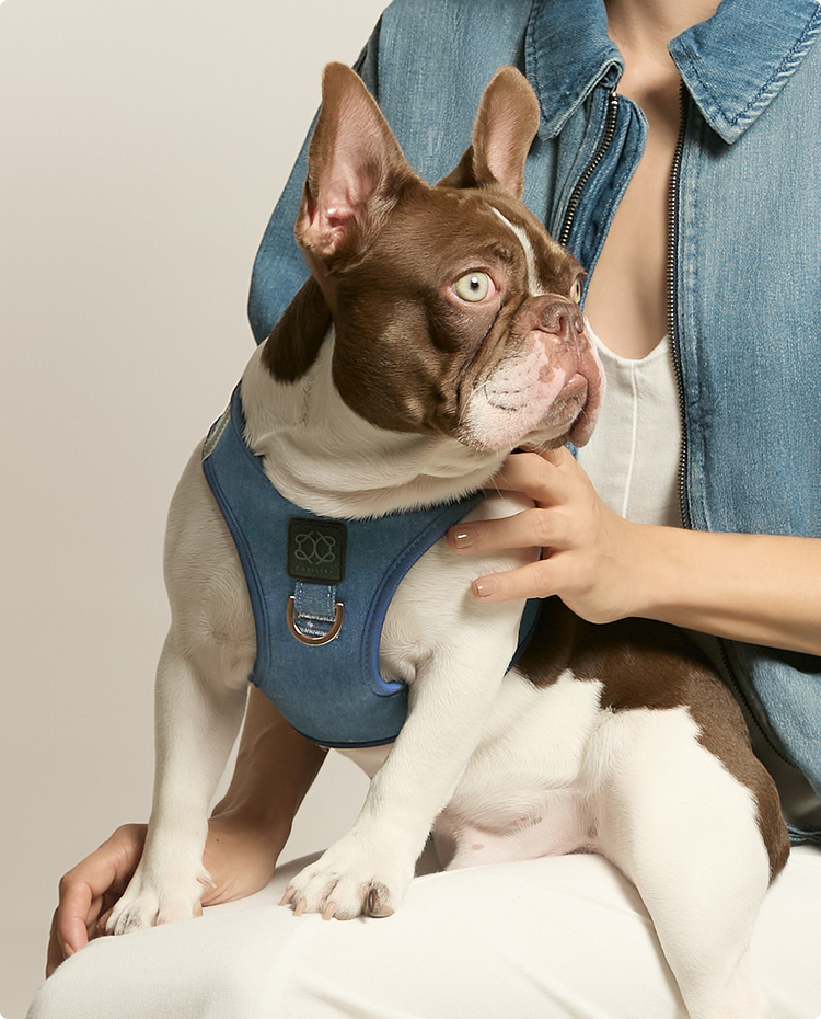 Best Dog Harnesses for 2025: Top Picks for Pullers, Puppies & Small Breeds