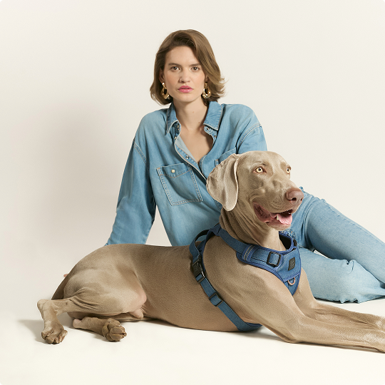 The Ultimate Guide to Dogistry Harnesses: How to Choose the Perfect Walk System for Your Dog