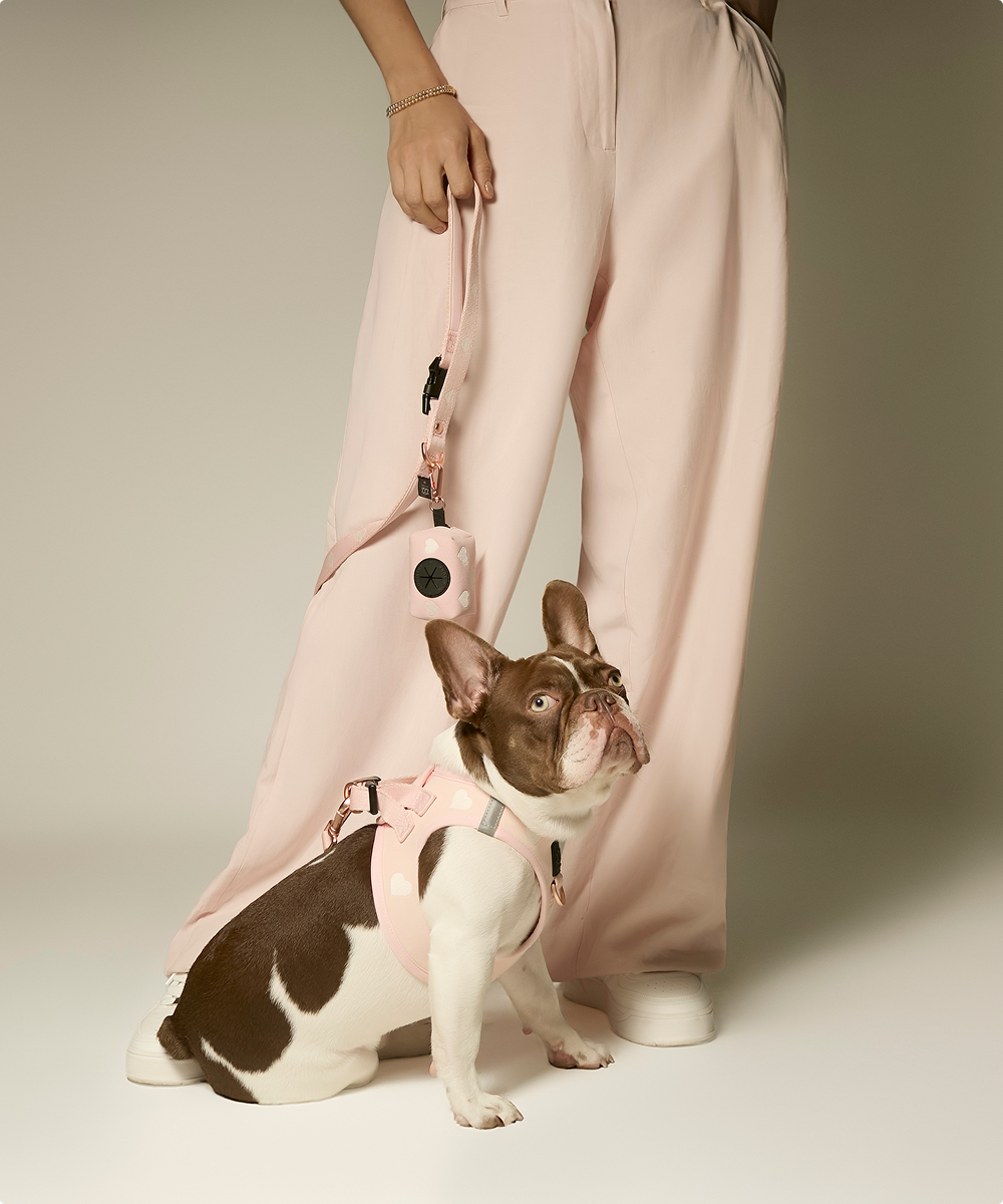 Stylish Dog Walks with Dogistry: The Complete Walking System for Modern Dogs