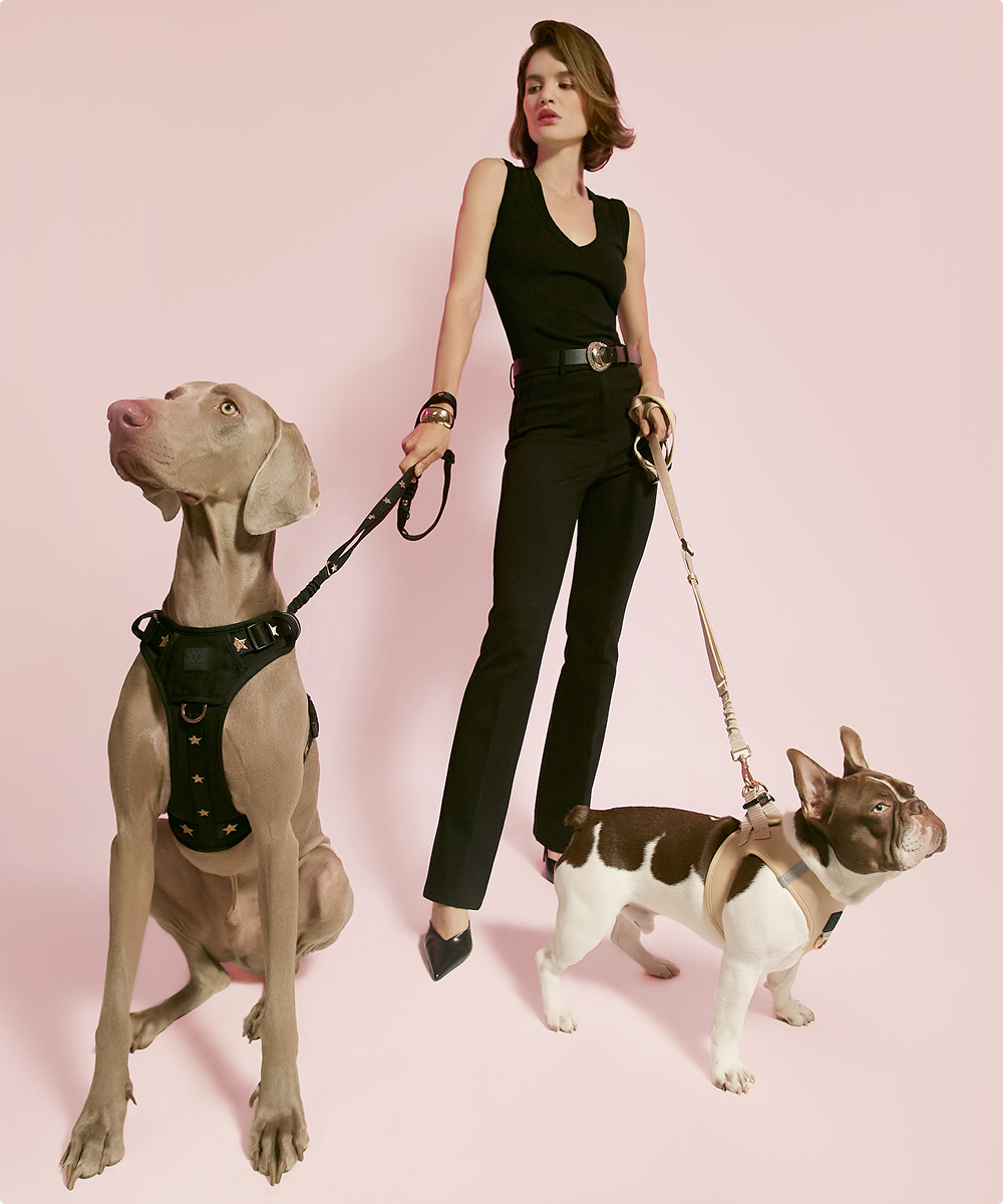 No-Pull Dog Harnesses Explained: How Dogistry Helps Create Calmer, More Controlled Walks