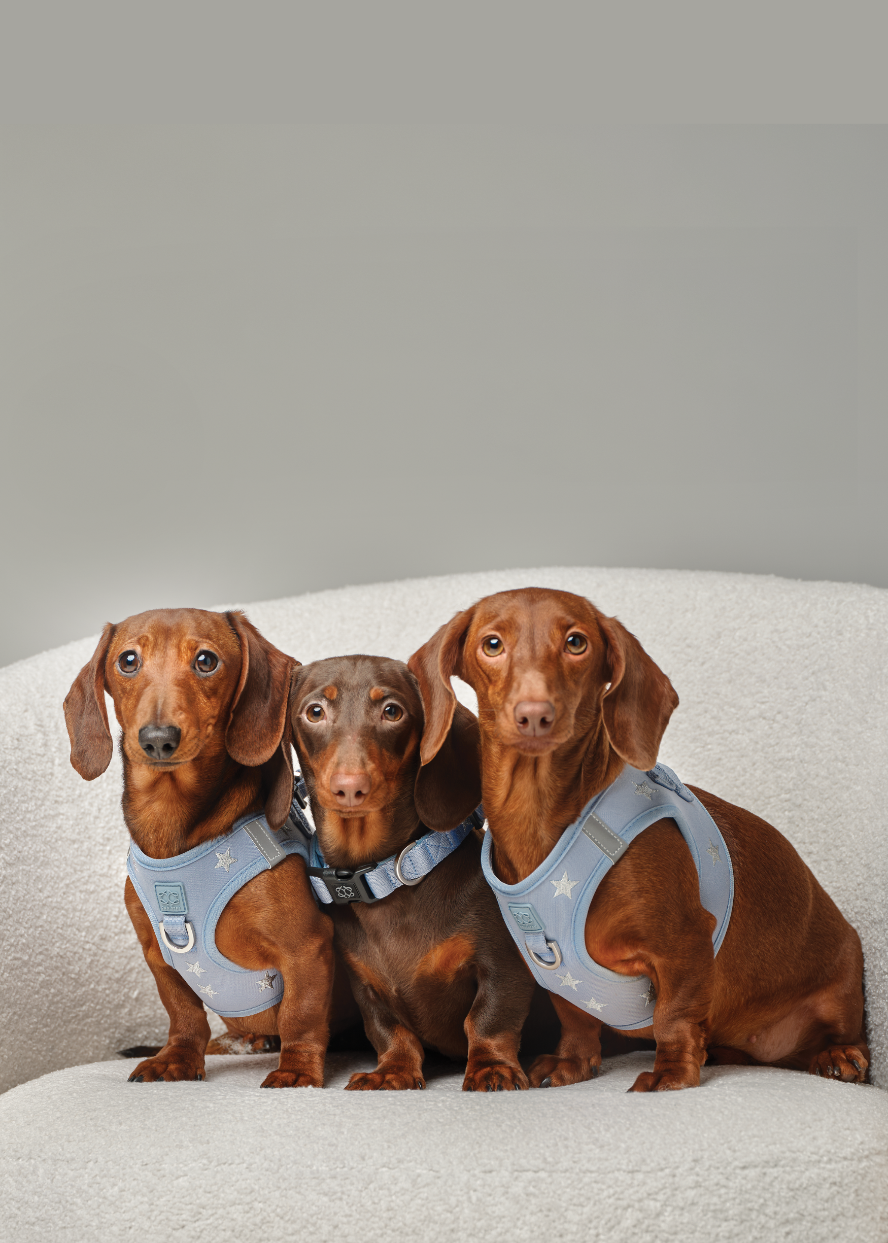 Dogistry Dog Collar: The Essential Everyday Collar for Comfort, Style, and Safety