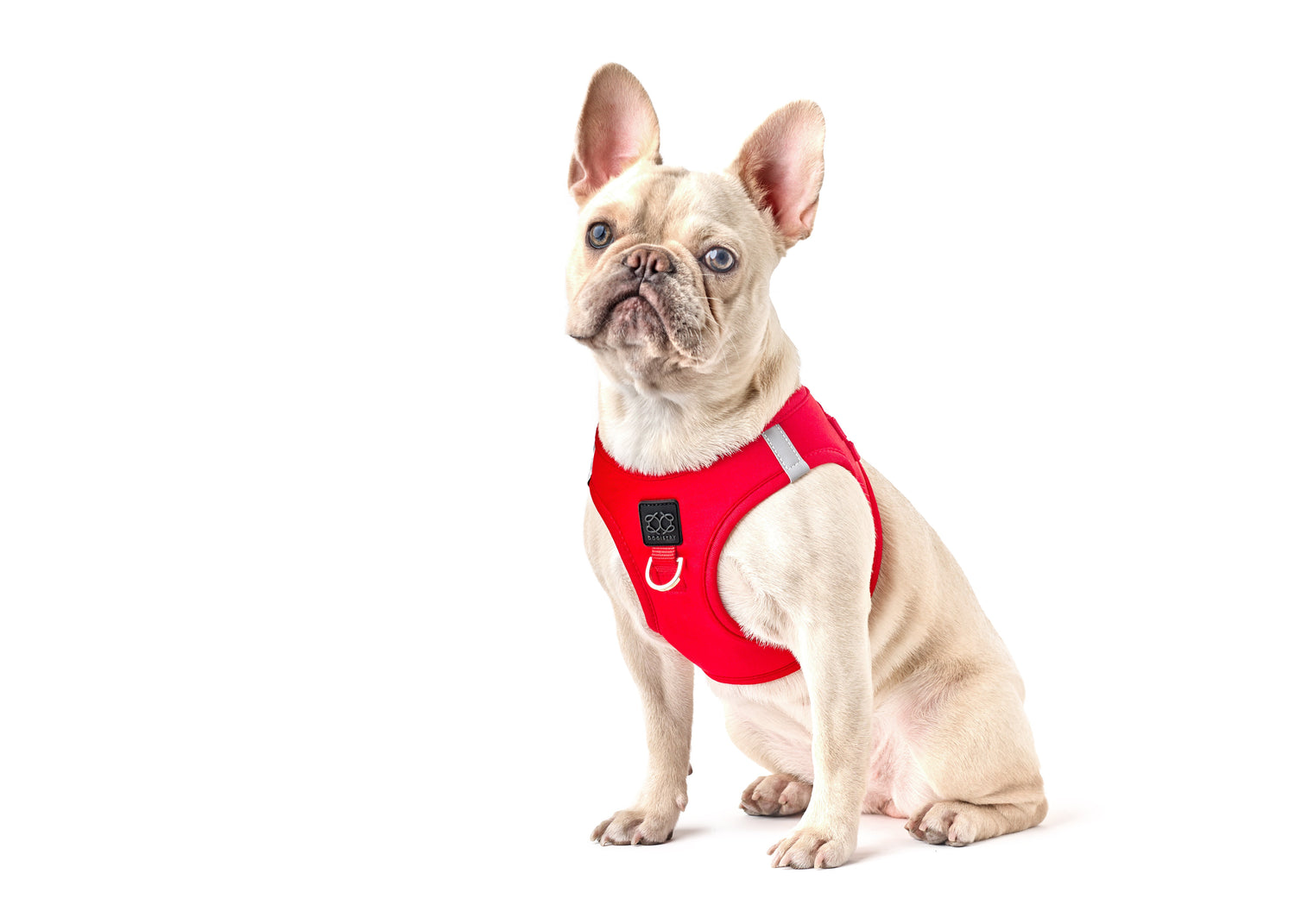 The Best Harnesses and Walking Gear for French Bulldogs: Comfort Meets Style