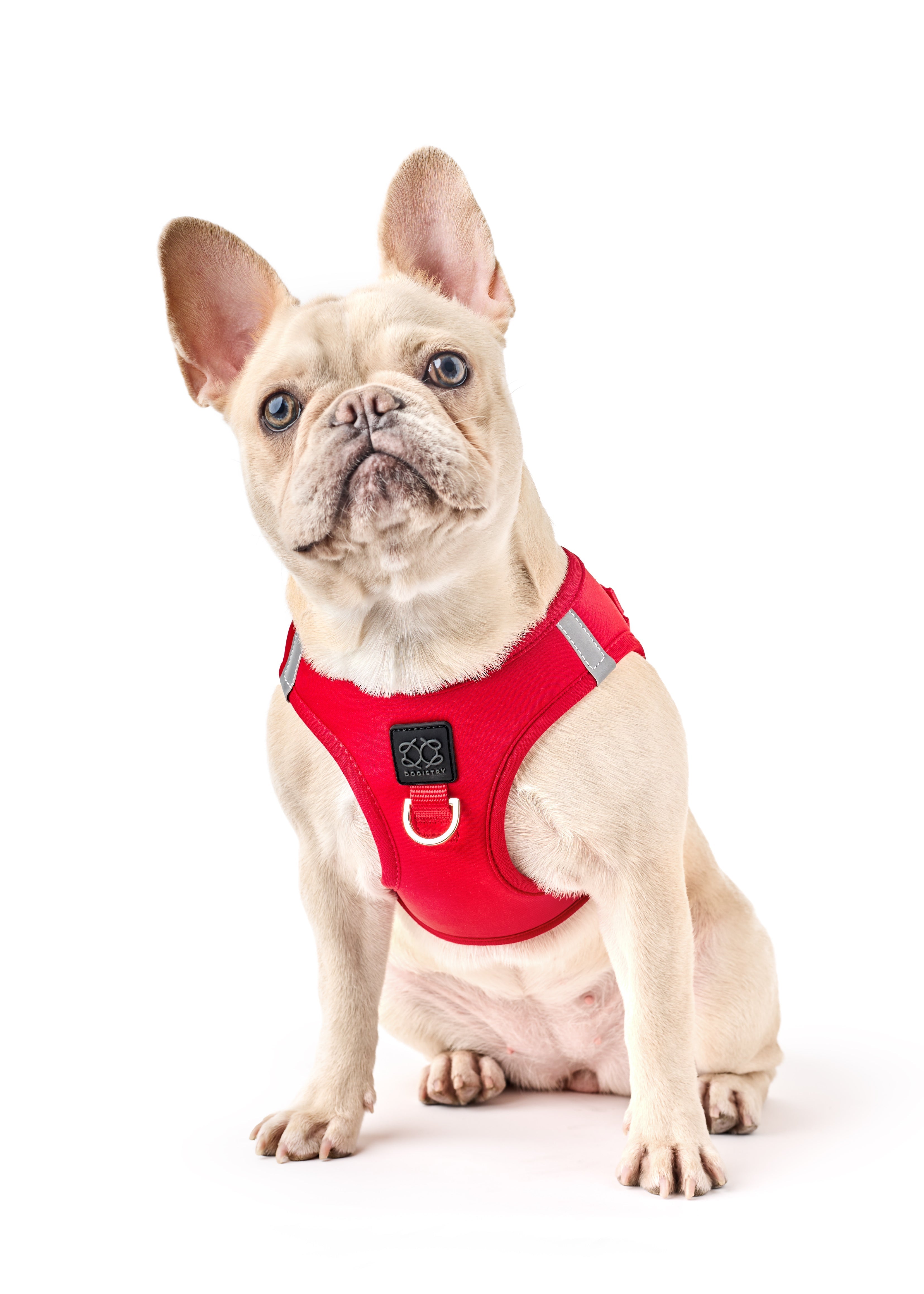 How to Travel With Your Dog in Style: Gear Checklist &amp; Tips