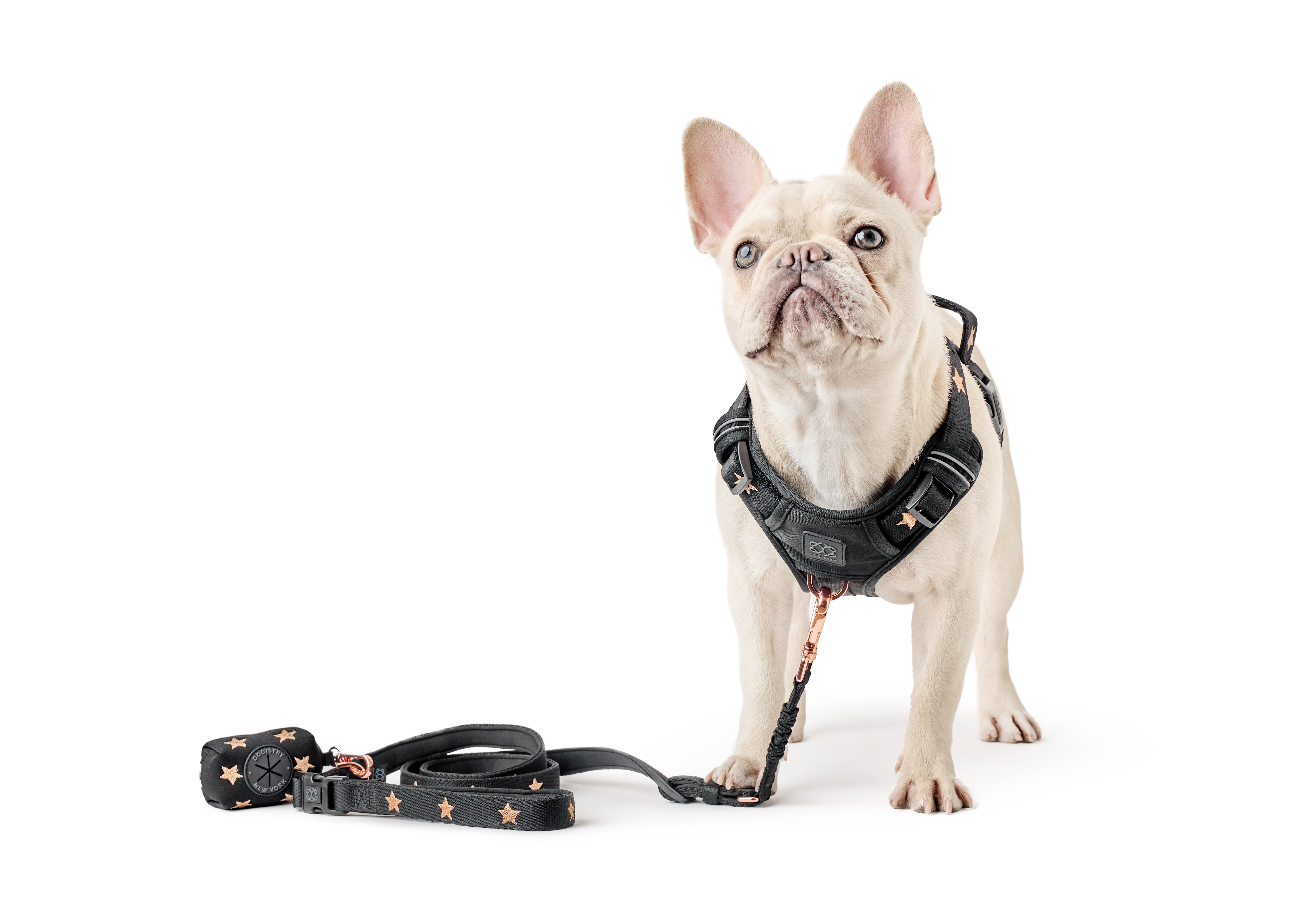 How to Build the Perfect Dog Walking Routine (Backed by Behaviorists)