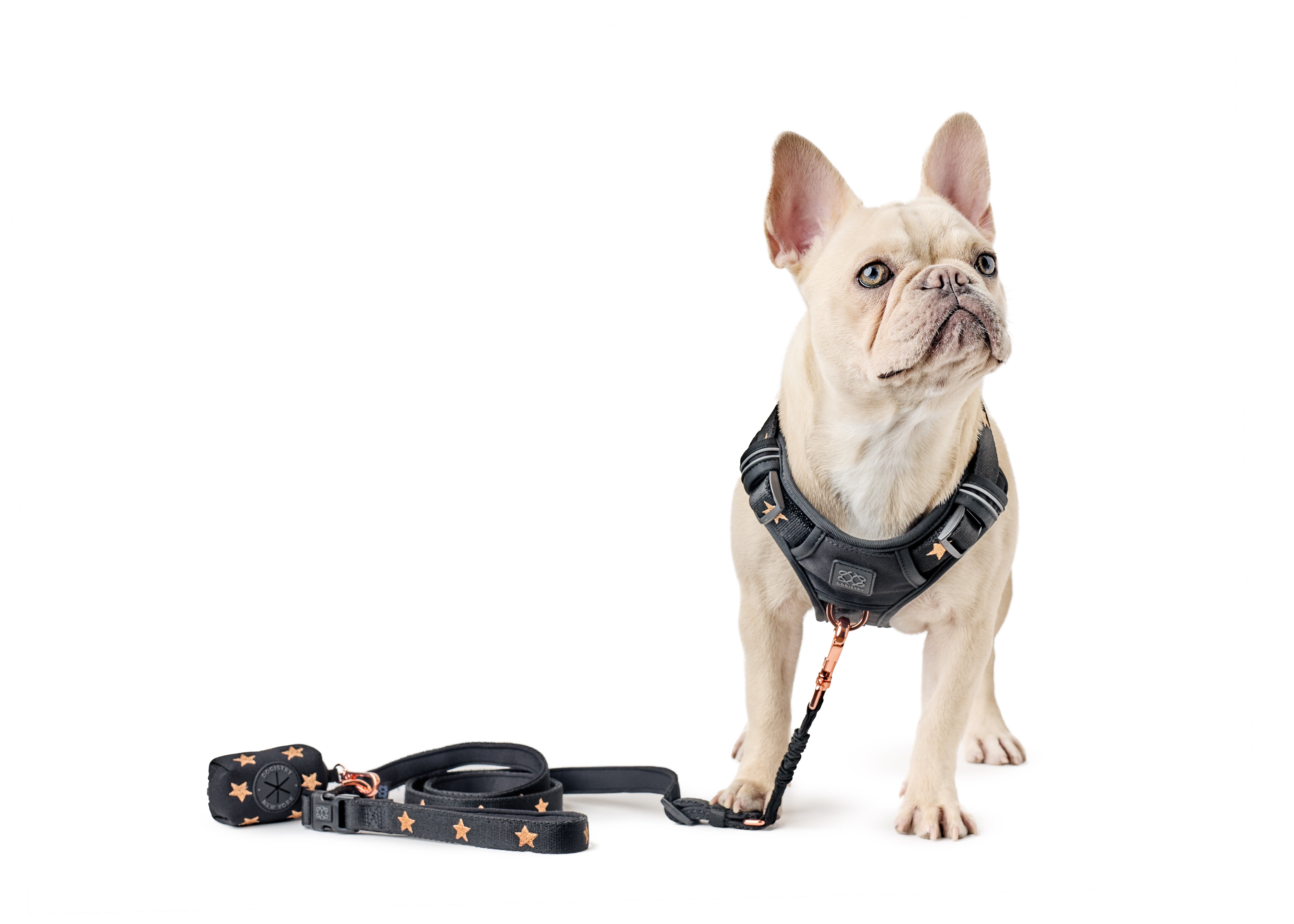 The Best Dog Leash for Reactive Dogs in Crowded Urban Areas