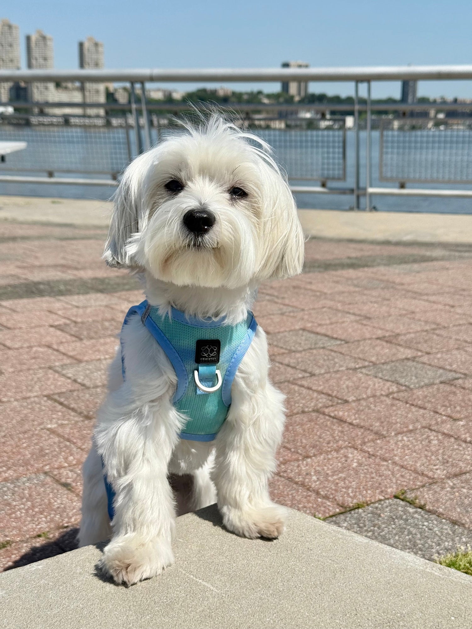 Best Harnesses For Puppies