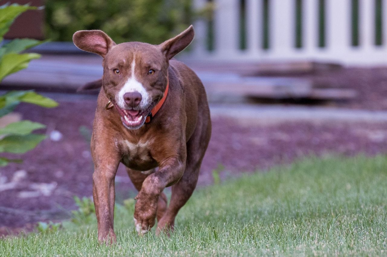 Most Aggressive Dog Breed