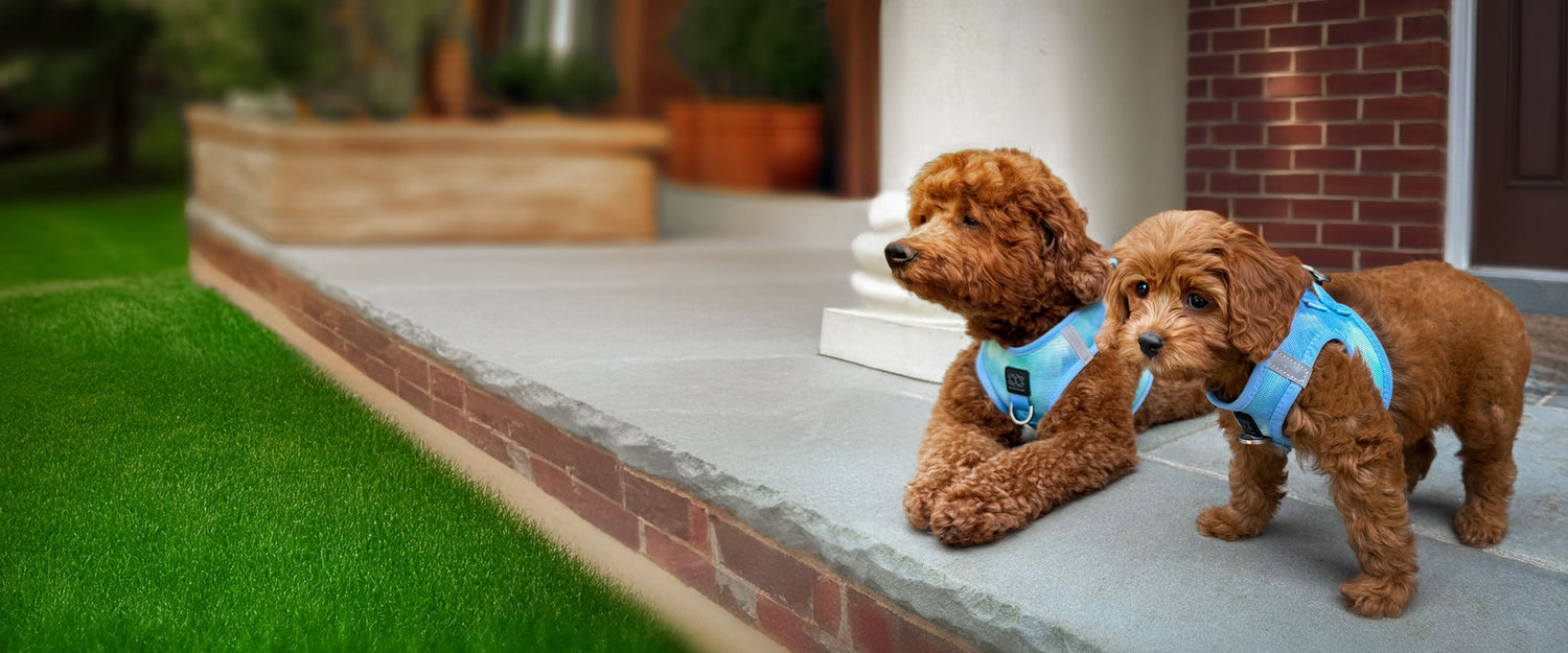 Best Harness for Small Dogs