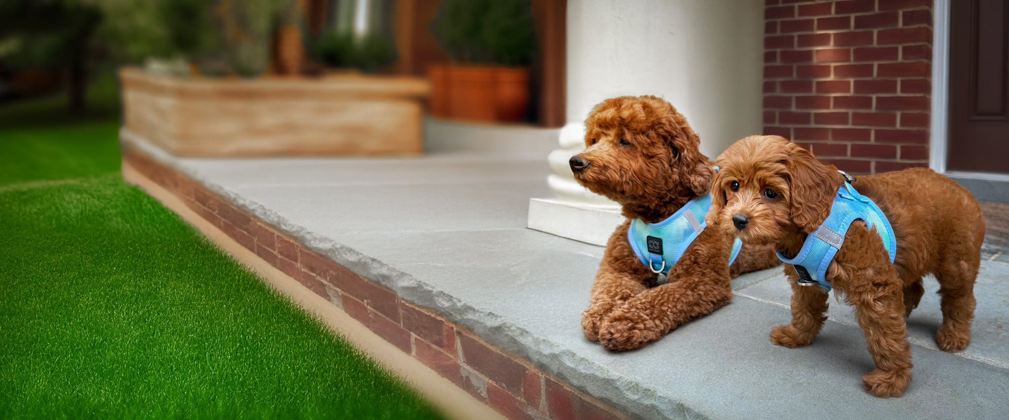 Best Harness for Small Dogs