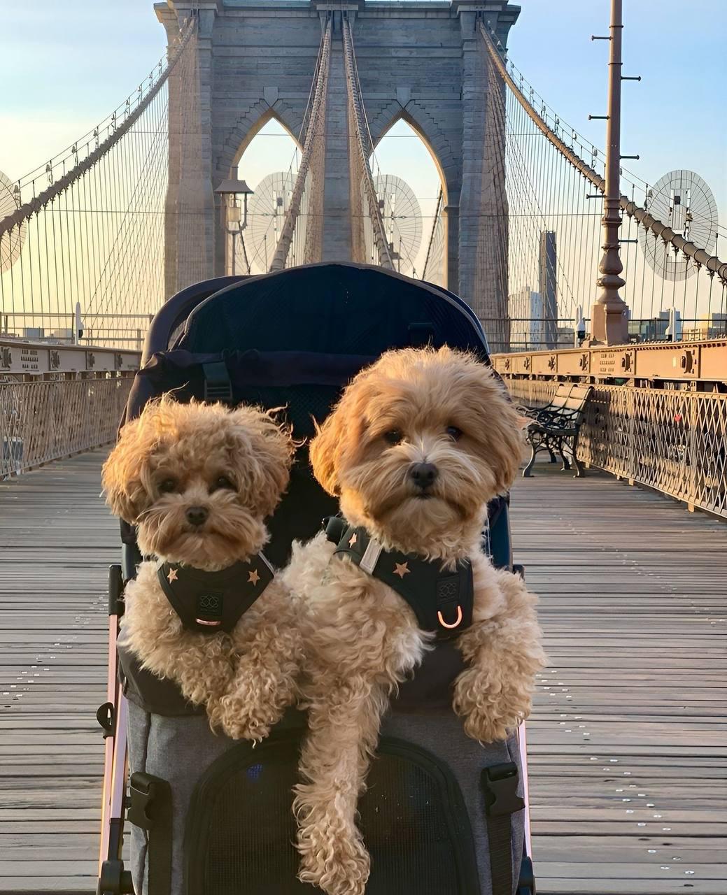 Travel with Your Dog: Planning a Stress-Free Trip for Dog Moms