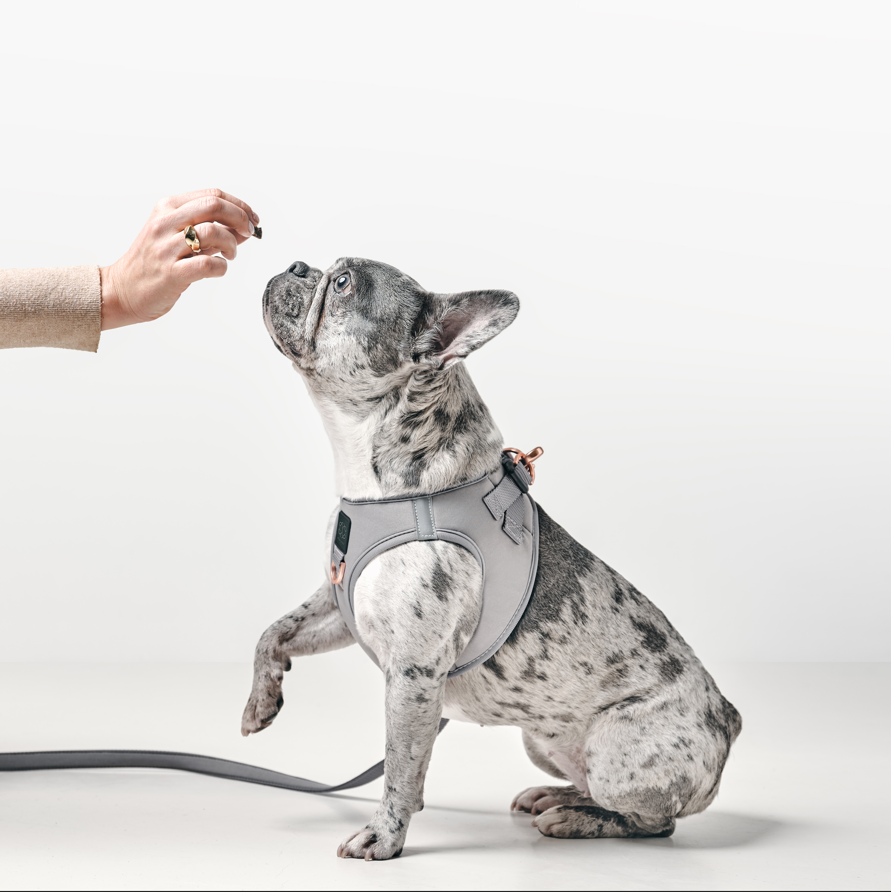 Why Every Dog Deserves a Premium No-Pull Harness