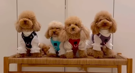 Welcoming a New Puppy: Essentials Every Dog Parent Needs