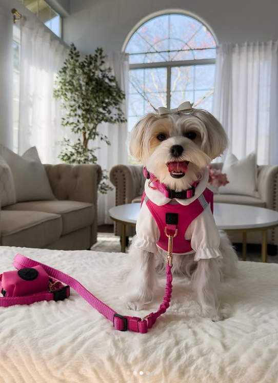 designer dog leashes and collars, designer dog collar and leash, pet accessories designer, fancy harness for dogs, luxury dog harness, fancy dog stuff, pet accessories designer, stylish dog leash