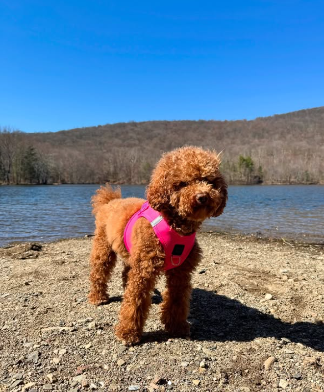 designer dog leashes and collars, designer dog collar and leash, pet accessories designer, fancy harness for dogs, luxury dog harness, fancy dog stuff, pet accessories designer, stylish dog leash