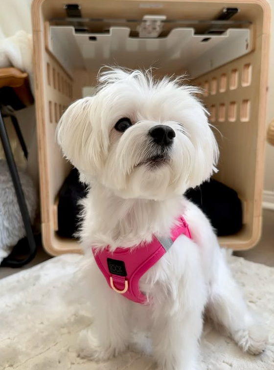 Why Small Dogs Need Big Support: Rethinking Harnesses for Petite Pups 🦴