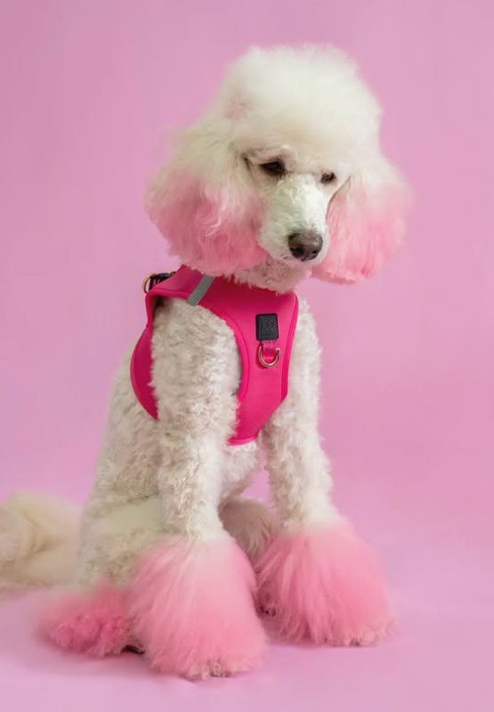 designer dog leashes and collars, designer dog collar and leash, pet accessories designer, fancy harness for dogs, luxury dog harness, fancy dog stuff, pet accessories designer, stylish dog leash