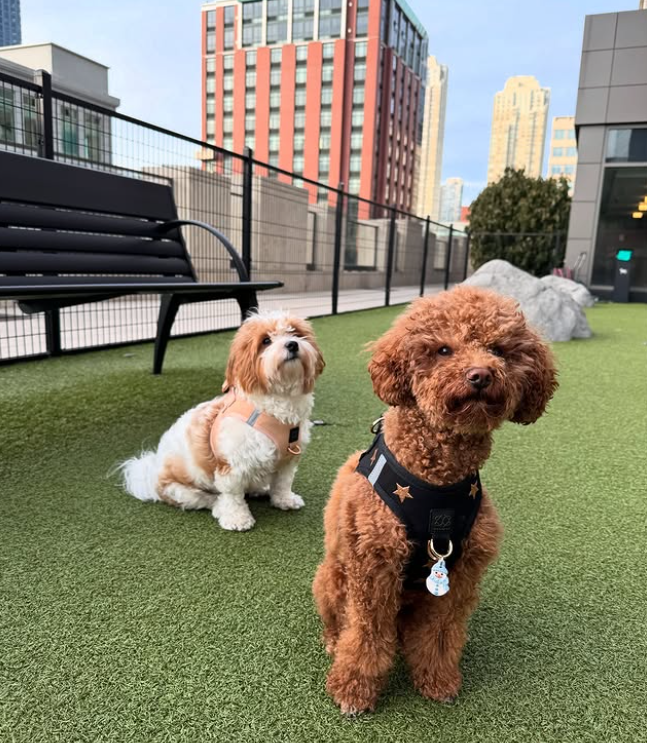 Why Every City Dog Needs a Secure, Step-In Harness