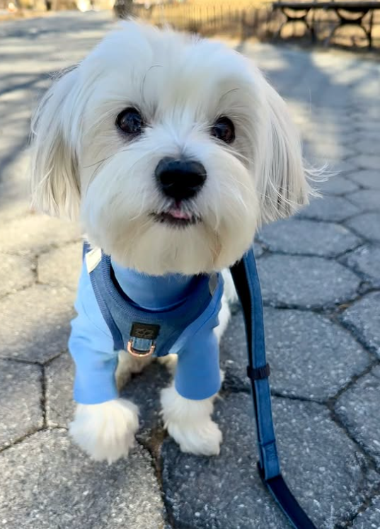 💪 Pull-Resistant Dog Harnesses: The Secret Weapon for Walks Without the Tug-of-War