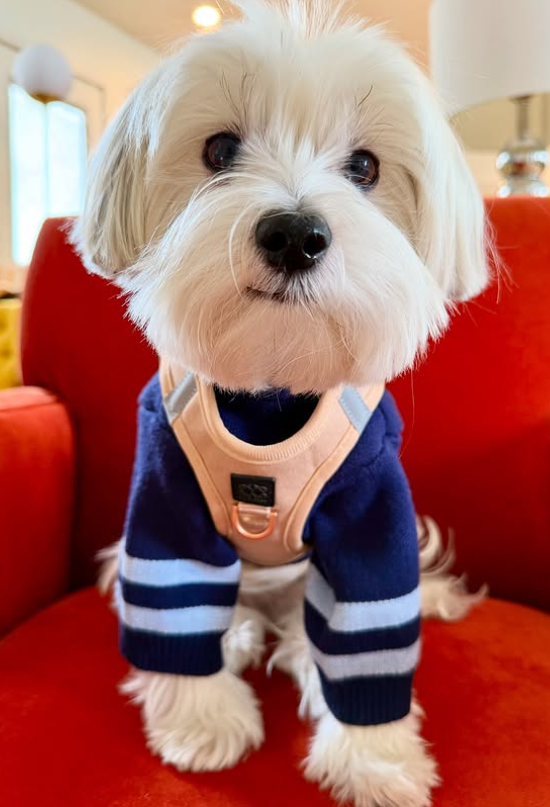 Dogistry™