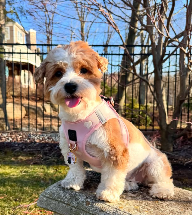 designer dog leashes and collars, designer dog collar and leash, pet accessories designer, fancy harness for dogs, luxury dog harness, fancy dog stuff, pet accessories designer, stylish dog leash