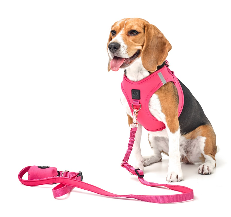 designer dog leashes and collars, designer dog collar and leash, pet accessories designer, fancy harness for dogs, luxury dog harness, fancy dog stuff, pet accessories designer, stylish dog leash