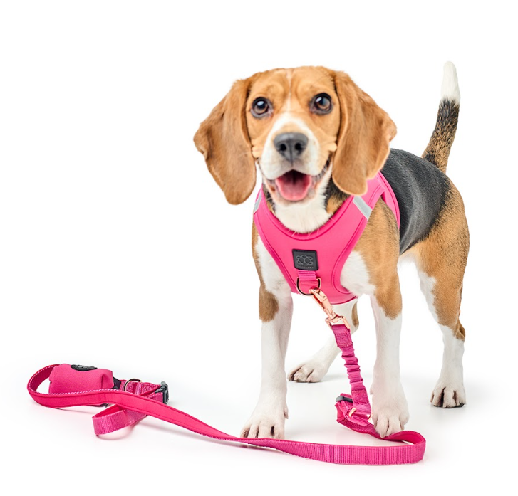 designer dog leashes and collars, designer dog collar and leash, pet accessories designer, fancy harness for dogs, luxury dog harness, fancy dog stuff, pet accessories designer, stylish dog leash