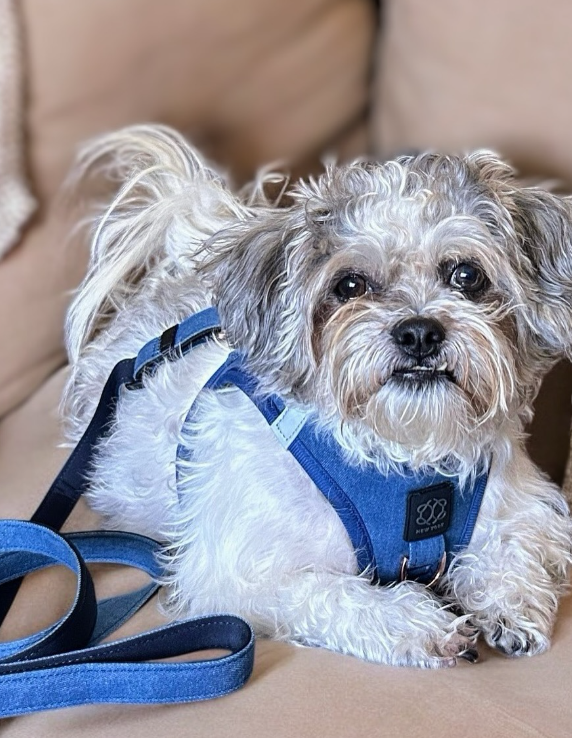 designer dog leashes and collars, designer dog collar and leash, pet accessories designer, fancy harness for dogs, luxury dog harness, fancy dog stuff, pet accessories designer, stylish dog leash